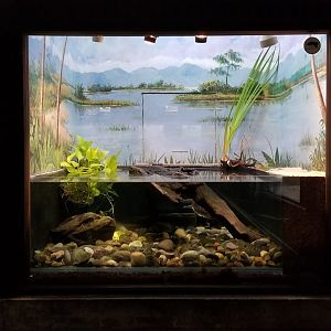 Mar. 2018 - Reptile House - Roti Island Snake-necked Turtle Exhibit