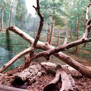 Mar. 2018 - Reptile House - Red Spitting Cobra Exhibit