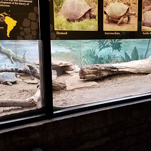 Mar. 2018 - Reptile House - Galapagos Tortoise Exhibit