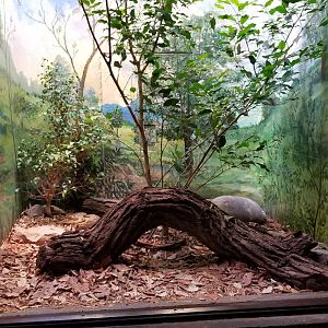 Mar. 2018 - Reptile House - Gaboon Viper Exhibit