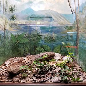 Mar. 2018 - Reptile House - Bushmaster Exhibit