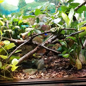 Mar. 2018 - Reptile House - Blue Dart Frog + Emerald Tree Boa Exhibit