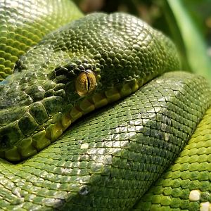 Mar. 2018 - Reptile House - Emerald Tree Boa