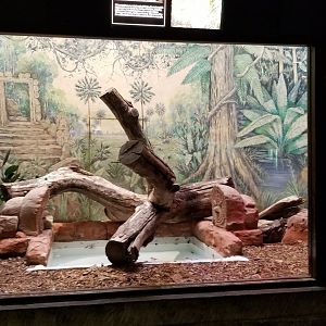 Mar. 2018 - Reptile House - Reticulated Python Exhibit