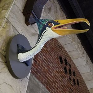 Mar. 2018 - Reptile House - Tropeognathus Mesembrinus