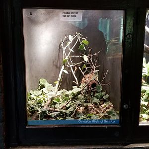 Mar. 2018 - Reptile House - Ornate Flying Snake Exhibit