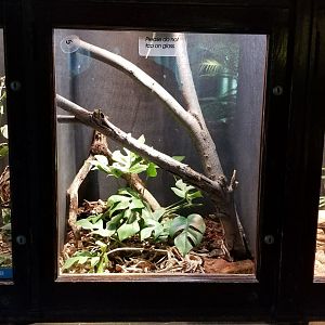 Mar. 2018 - Reptile House - Green Tree Python Exhibit