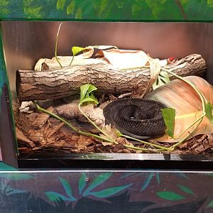 Mar. 2018 - Reptile House - Mexican Jumping Pitviper Exhibit