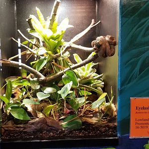 Mar. 2018 - Reptile House - Eyelash Viper Exhibit