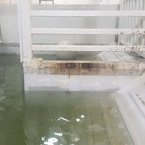 Mar. 2018 - Tembo Trail - Indoor Hippo Exhibit