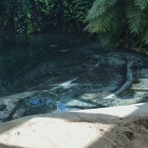 Clip - Baru's (Saltwater Crocodile) Exhibit