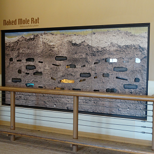 Mar. 2018 - Tembo Trail - Naked Mole Rat Exhibit