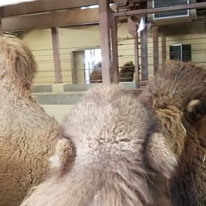 Mar. 2018 - Tembo Trail - Bactrian Camels in Former White Rhino Indoor Exhibit
