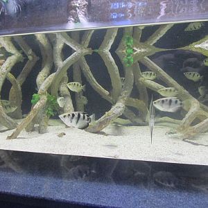 archerfish