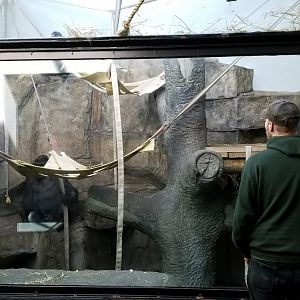 Mar. 2018 - Kingdom of the Ape - One of Many Indoor Gorilla Exhibits