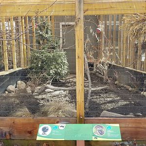 Mar. 2018 - Pheasantry - Brown Kiwi + Laughing Kookaburra Exhibit