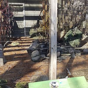 Mar. 2018 - Pheasantry - Reeve's Pheasant Exhibit