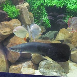 juvenile arapaima and redhook silver dollar