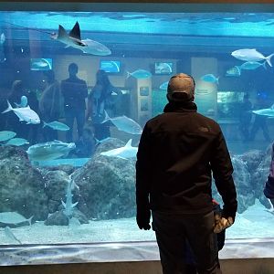 Mar. 2018 - Aquarium - Spotted Eagle Ray + Cownose + Southern Stingray + Bonnethead + Green Sea Turtle Tank