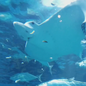 Clip - Spotted Eagle Ray Feeding
