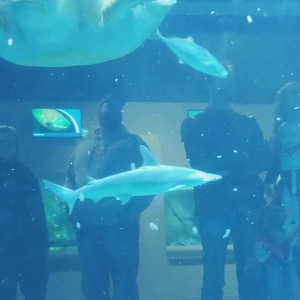 Clip - Wait for it...