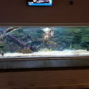 Mar. 2018 - Aquarium - Lake Erie Islands Tank (8 Species)