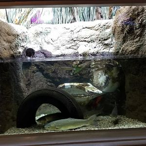 Mar. 2018 - Aquarium - Ohio Invaders Tank (3 Species)