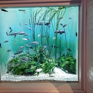 Mar. 2018 - Aquarium - Lake Victoria Tank (4 Species)