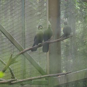 Hartlaub's and Livingstone's Turacos at Jurong Bird Park