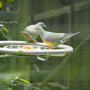 Bruce's Green Pigeons at Jurong Bird Park