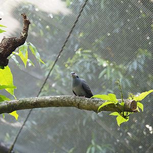 Dusky Turtle Dove at Jurong Bird Park