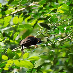 Chestnut-and-Black Weaver at Jurong Bird Park
