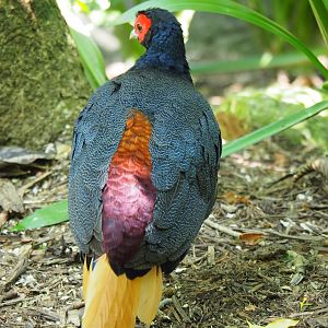 Malayan Crestless Fireback at Jurong Bird Park