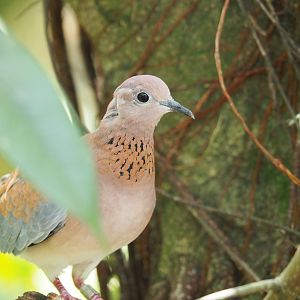 Laughing Dove at Jurong Bird Park