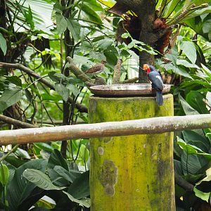 Amethyst Starling and Bearded Barbet at Jurong Bird Park