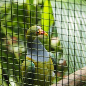 Orange-fronted Fruit Dove at Jurong Bird Park
