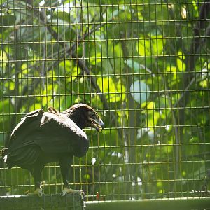 ID? Eagle at Jurong Bird Park