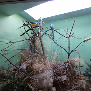 Mar. 2018 - Aviary - Blue-throated Macaw Exhibit
