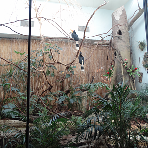 Mar. 2018 - Aviary - Rhinoceros Hornbill Exhibit