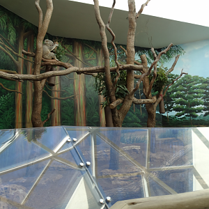 Mar. 2018 - Aviary - Koala Exhibit