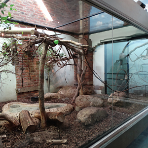 Mar. 2018 - Aviary - Lowland Paca + Emperor Tamarin Exhibit (New Species)