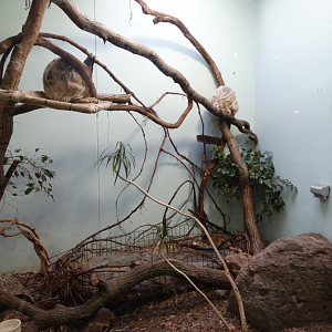 Mar. 2018 - Aviary - Linne's Two-toed Sloth + Three-banded Armadillo Exhibit (New Species)