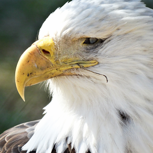 Mar. 2018 - The Rescue Roost - Bald Eagle