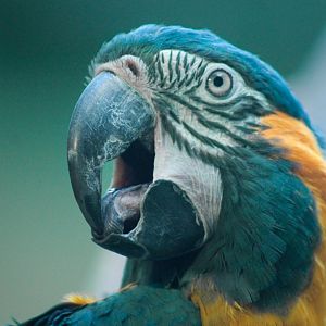 Mar. 2018 - Aviary - Blue-throated Macaw