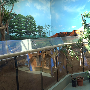 Clip - Koala Exhibit in the Aviary