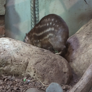 Clip - Lowland Paca in the Aviary
