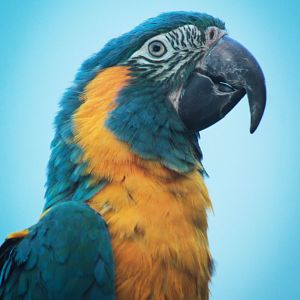 Mar. 2018 - Aviary - Blue-throated Macaw