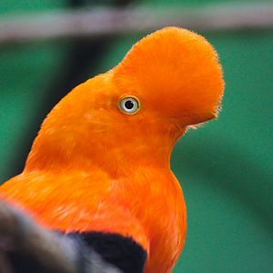 Mar. 2018 - Aviary - Andean Cock-of-the Rock