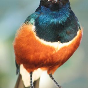 Mar. 2018 - Aviary - Superb Starling