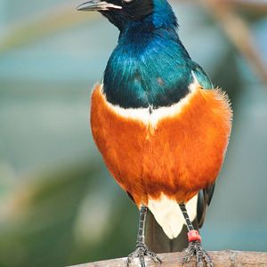 Mar. 2018 - Aviary - Superb Starling